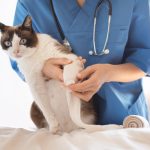 cara mengobati kaki kucing pincang
