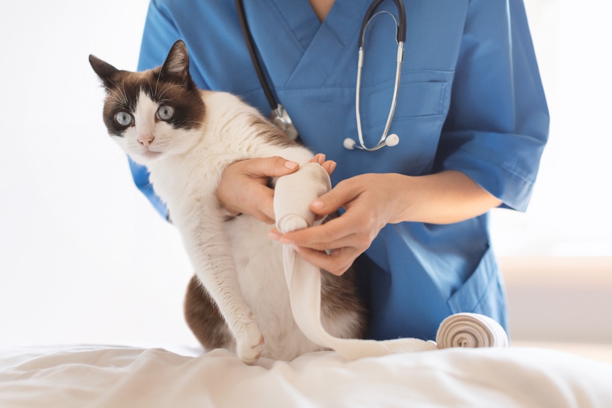 cara mengobati kaki kucing pincang