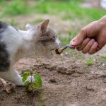 ciri ciri kucing cacingan