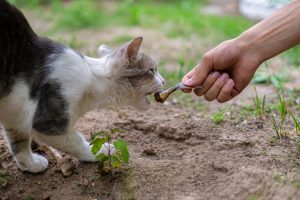 Kenali Ciri Ciri Kucing Cacingan dan Langkah Penanganan yang Tepat