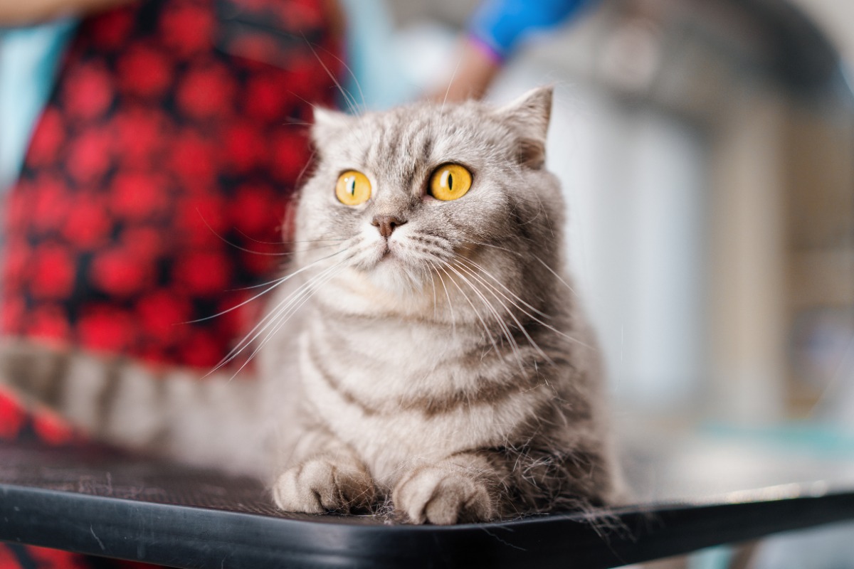 nama kucing lucu