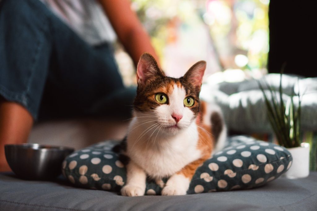 rekomendasi nama kucing lucu