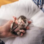 cara membedakan anak kucing jantan dan betina