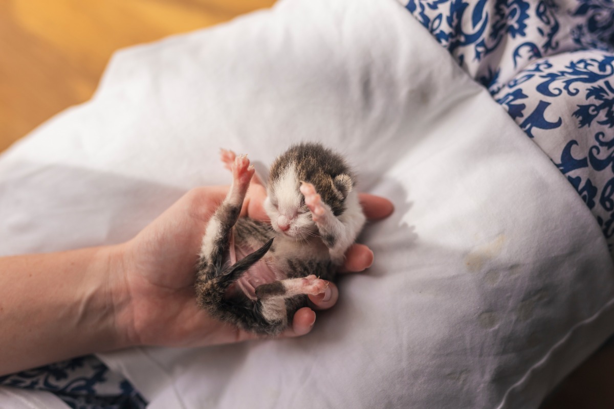 cara membedakan anak kucing jantan dan betina
