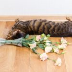 cara mengubur kucing