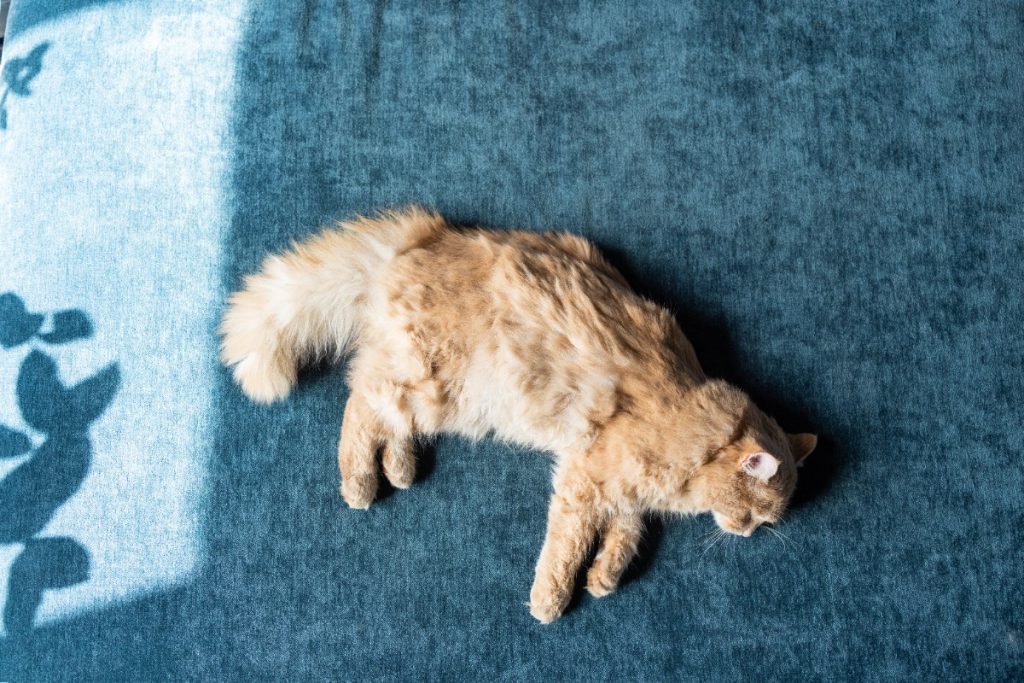 hal yang harus dipersiapkan untuk mengubur kucing