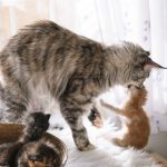 kenapa kucing memakan anaknya sendiri