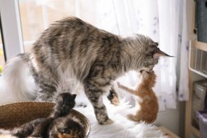 Kenapa Kucing Memakan Anaknya Sendiri? Ini Alasan dan Cara Mencegahnya