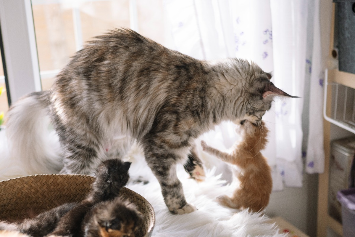 kenapa kucing memakan anaknya sendiri