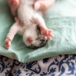 tanda kucing akan melahirkan