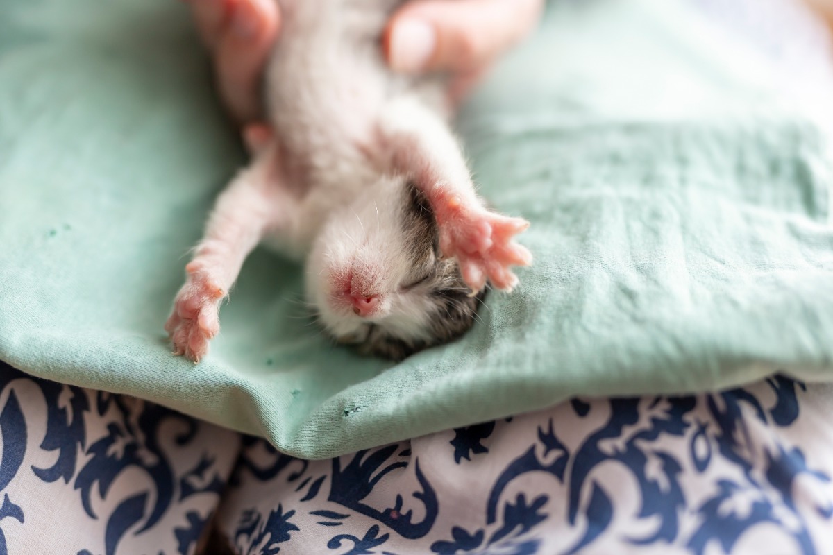 tanda kucing akan melahirkan