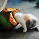 air kelapa untuk kucing