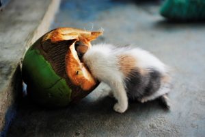 Benarkah Aman Air Kelapa untuk Kucing? Ini Penjelasannya