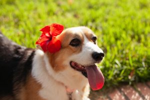 Bingung Pilih Nama Anjing Betina? Ini Inspirasi yang Unik!