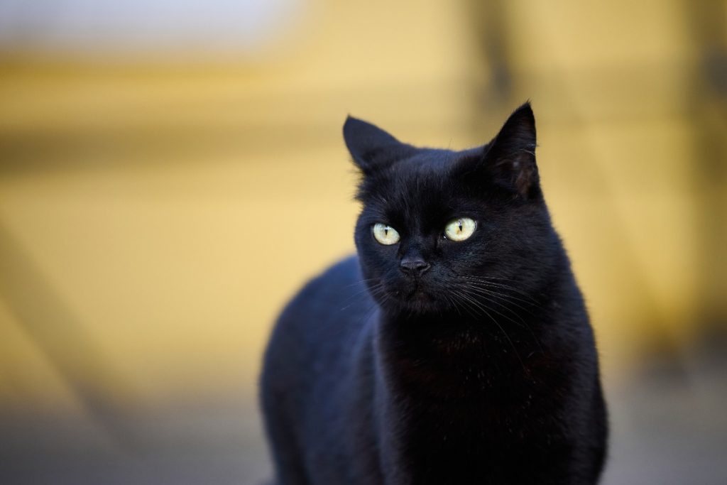 nama kucing hitam jantan yang populer