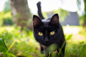 20+ Nama Kucing Hitam Paling Keren: Unik, Berkarakter, dan Bikin Nempel di Ingatan