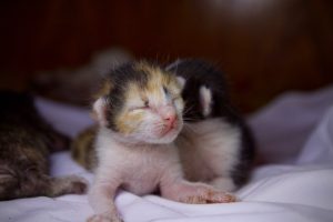 Bayi Kucing Prematur: Ciri, Penyebab, dan Cara Merawatnya Agar Hidup