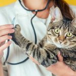 cara mengetahui umur kucing