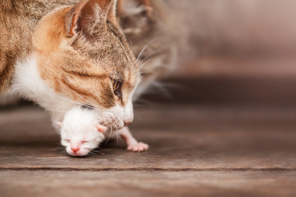 ciri ciri bayi kucing prematur