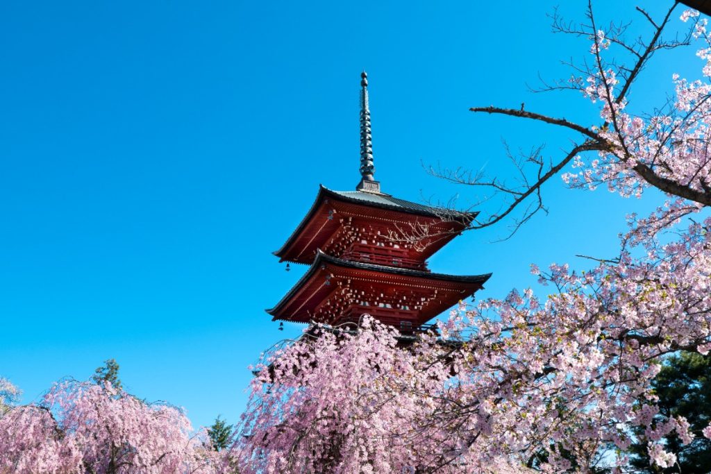 jadwal perkiraan bunga sakura mekar