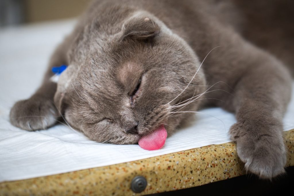 kenapa kucing menjulurkan lidah