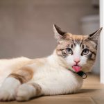 kucing menjulurkan lidah