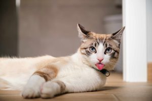 Kucing Menjulurkan Lidah, Tanda Imut atau Sinyal Bahaya?