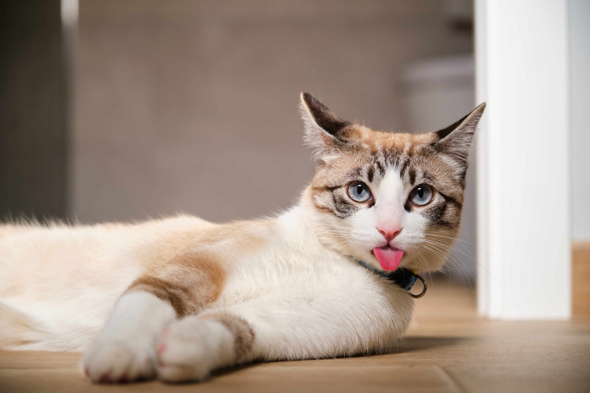 kucing menjulurkan lidah