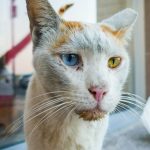 mata kucing berselaput