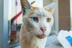 Mata Kucing Berselaput Putih atau Merah? Ini Penyebab & Cara Mengobatinya