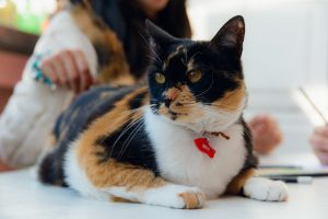 50+ Nama Kucing Betina Unik, Islami, & Korea Beserta Artinya (Terlengkap)