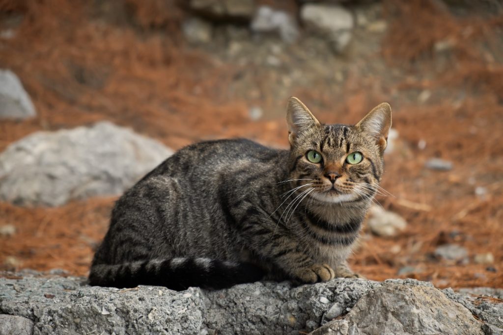 faktor yang mempengaruhi warna kucing