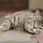 kucing tiba tiba lemas