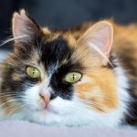 warna kucing
