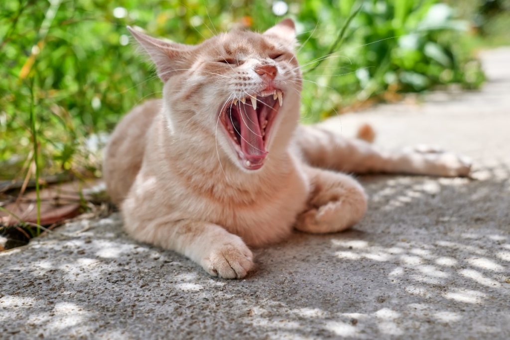 kenapa suara kucing bisa serak