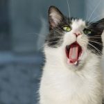 kenapa suara kucing serak