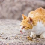 apakah kucing bisa masuk angin