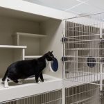 tempat penitipan kucing