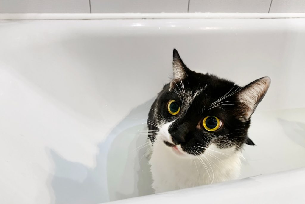 alasan kenapa kucing tidur di kamar mandi