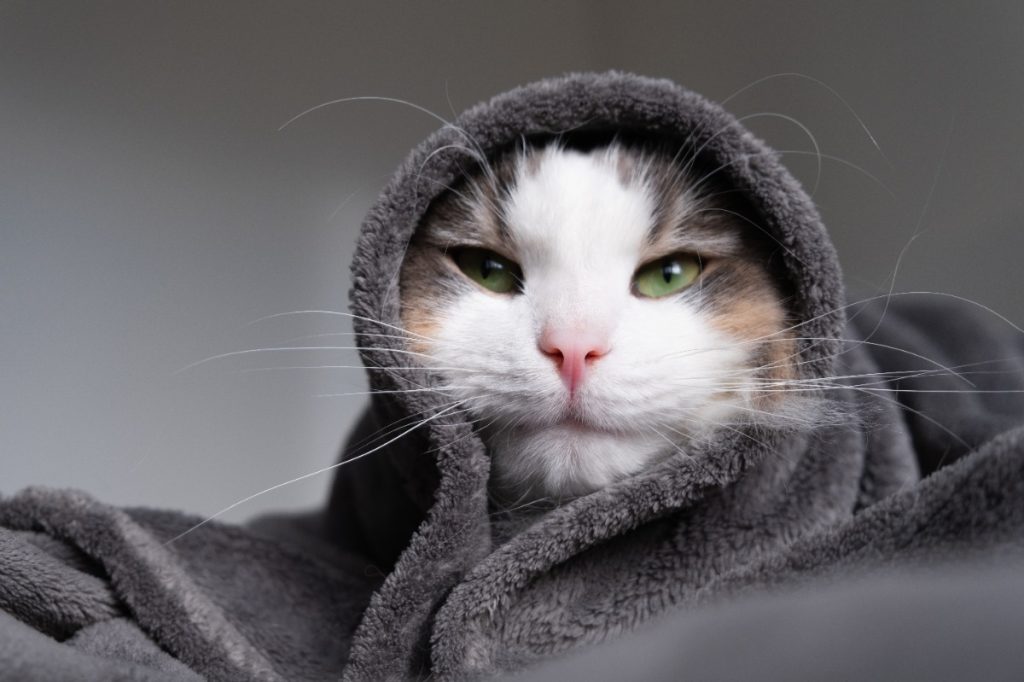 apakah kucing tahan terhadap suhu dingin