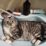 kenapa kucing tidur dikamar mandi
