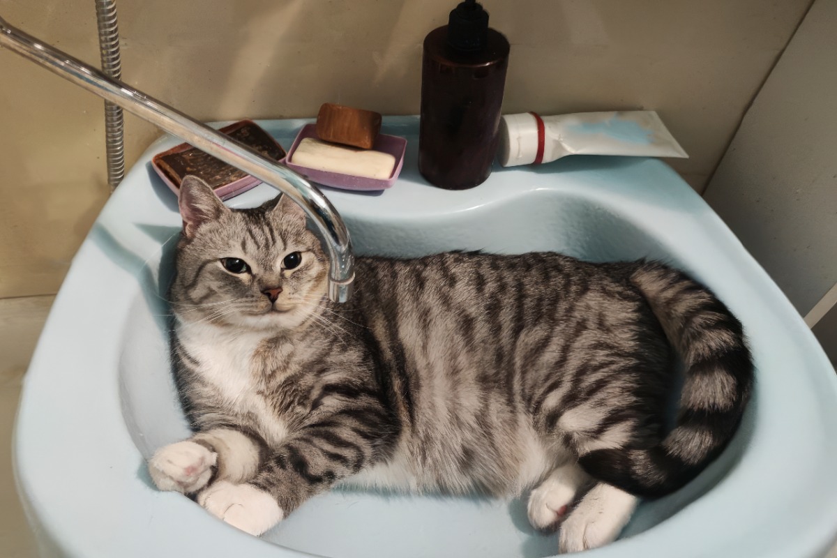 kenapa kucing tidur dikamar mandi