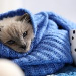 kucing kedinginan