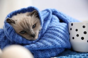 Kucing Kedinginan: Tanda, Penyebab, dan Cara Mengatasinya dengan Tepat