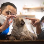 hidung kucing berdarah