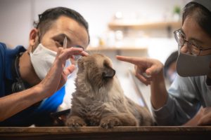 Ini Penyebab & Cara Tepat Mengatasi Hidung Kucing Berdarah