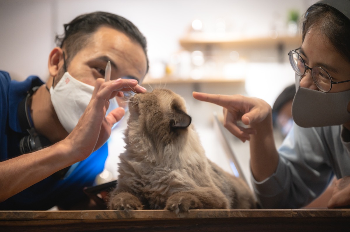 hidung kucing berdarah