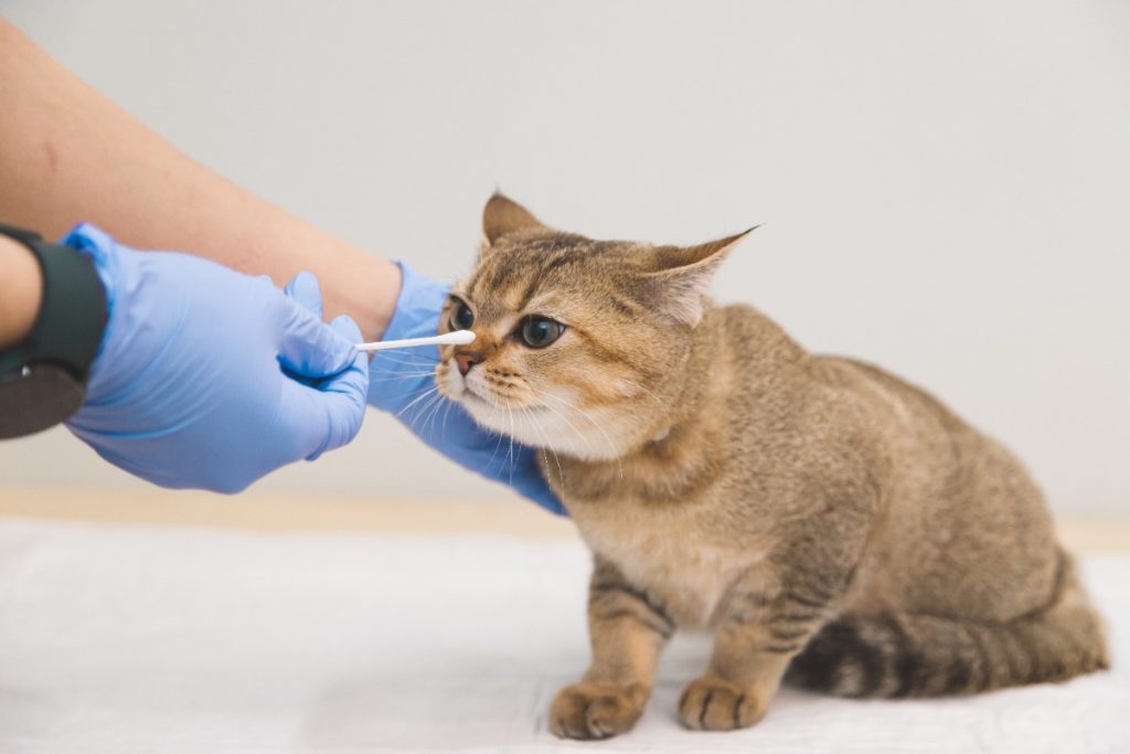 penyebab hidung kucing berdarah