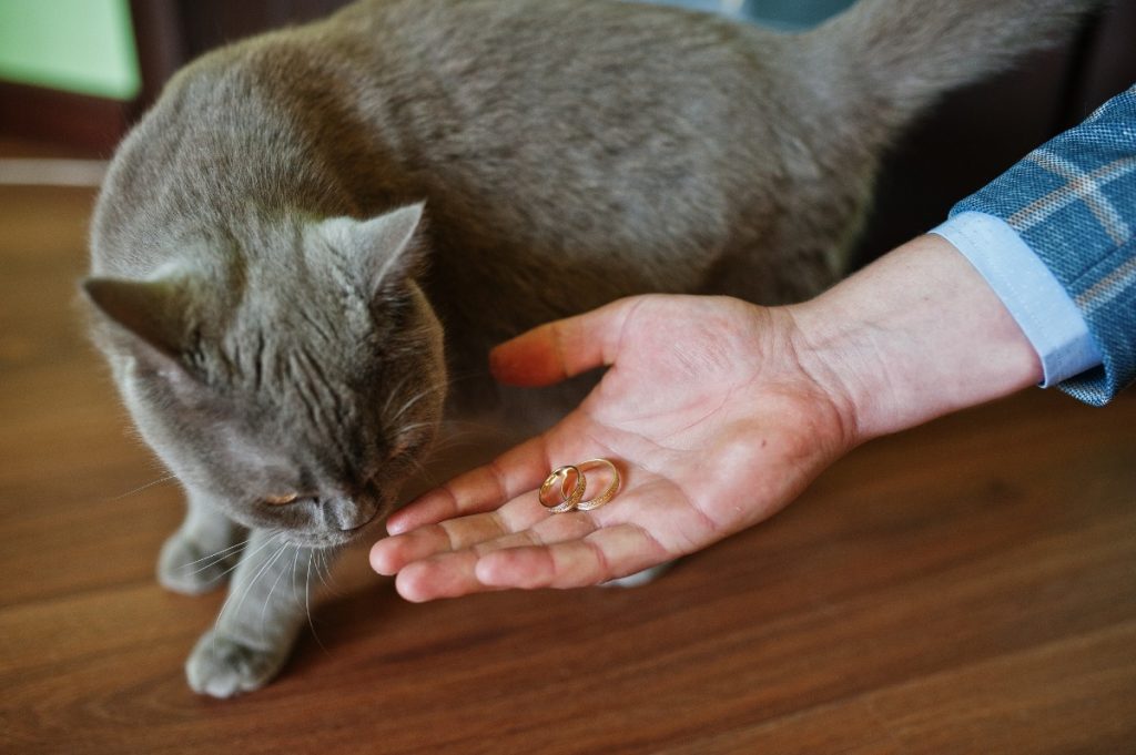 apakah vitamin manusia aman untuk kucing