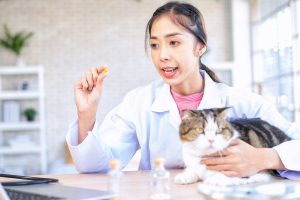 Ini Bahaya Vitamin Manusia untuk Kucing Sakit, Jangan Kasih!